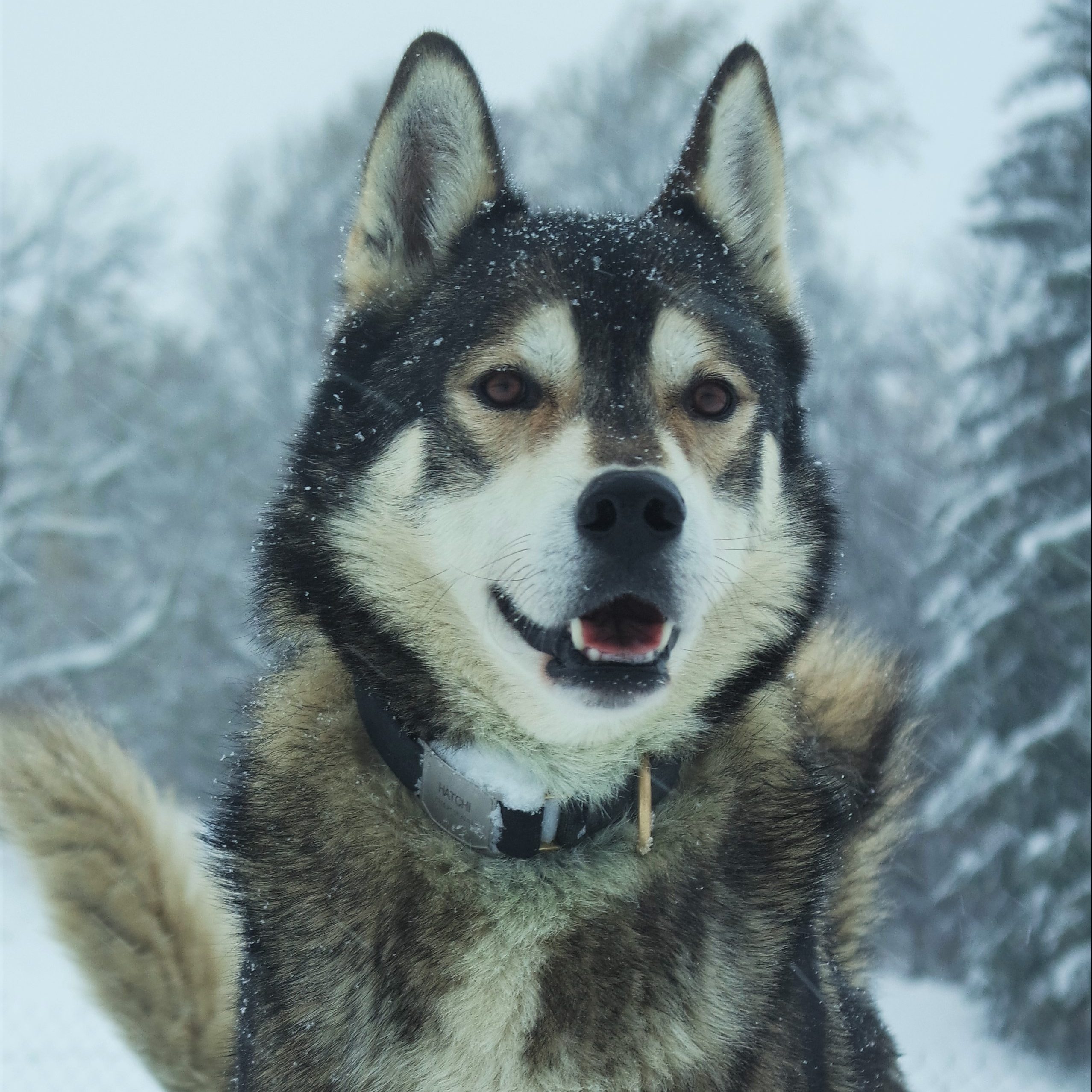 husky hatchi