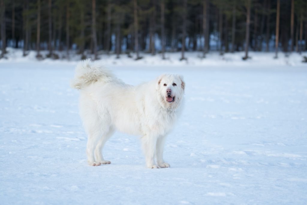 himalaya chien