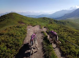 randonnée chien de traineau