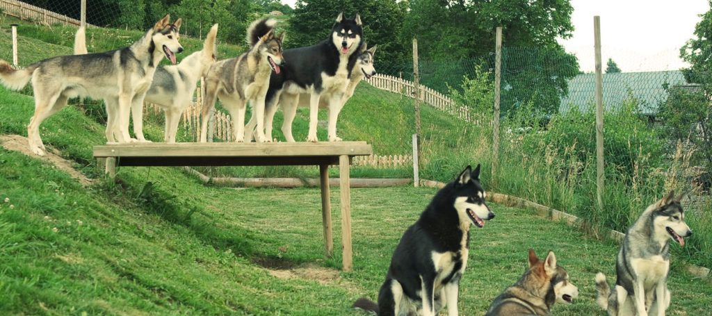 huskies 3d nordic