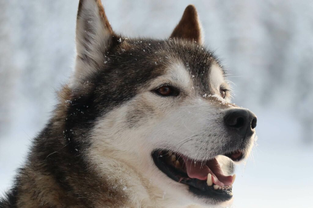 Petit aurevoir pour un grand chien